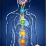 Vagus Nerve and 7 Chakras drawing by Radiant You